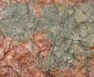 Silurian Fossil Crinoid (Scyphocrinites) Plate - Morocco #134265-1
